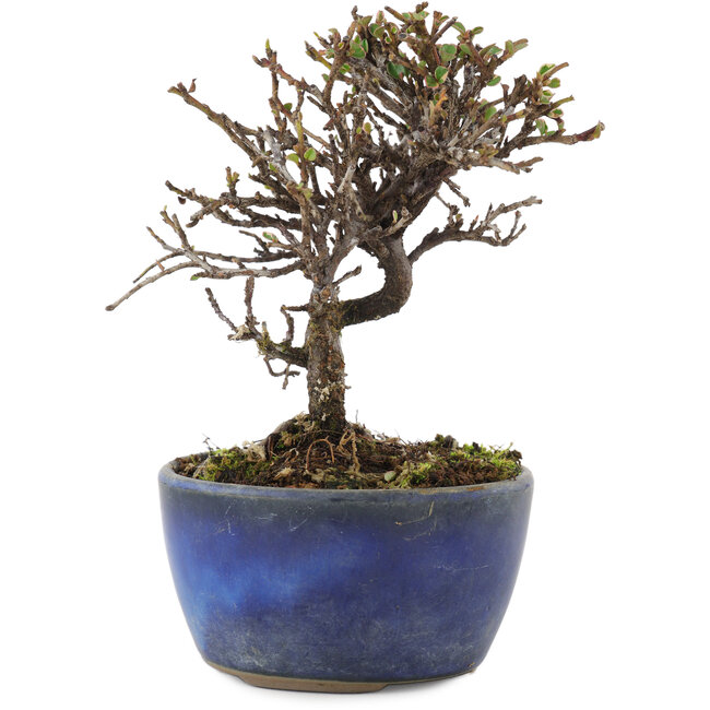 Cotoneaster horizontalis, 12 cm, ± 5 Jahre alt