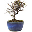 Cotoneaster horizontaleis, 12 cm, ± 5 jaar oud