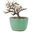 Cotoneaster horizontalis, 9 cm, ± 5 ans