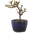 Cotoneaster horizontaleis, 11 cm, ± 5 jaar oud