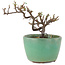 Cotoneaster horizontalis, 9 cm, ± 5 years old