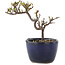 Cotoneaster horizontalis, 11 cm, ± 5 ans