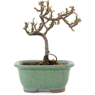 Cotoneaster horizontaleis, 11 cm, ± 5 jaar oud