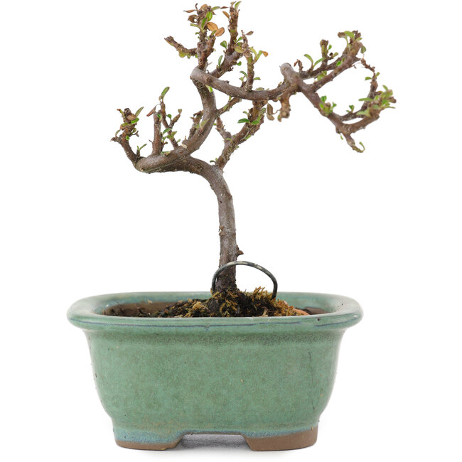 Cotoneaster horizontaleis, 11 cm, ± 5 jaar oud