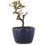 Cotoneaster horizontaleis, 11 cm, ± 5 jaar oud