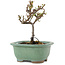 Cotoneaster horizontalis, 11 cm, ± 5 Jahre alt