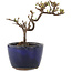 Cotoneaster horizontalis, 11 cm, ± 5 years old