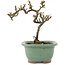 Cotoneaster horizontaleis, 11 cm, ± 5 jaar oud