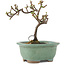 Cotoneaster horizontaleis, 11 cm, ± 5 jaar oud