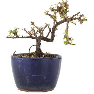 Cotoneaster horizontalis, 9,5 cm, ± 5 years old