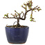 Cotoneaster horizontalis, 9,5 cm, ± 5 years old