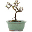 Cotoneaster horizontaleis, 11 cm, ± 5 jaar oud