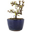 Cotoneaster horizontalis, 9,5 cm, ± 5 ans