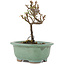 Cotoneaster horizontaleis, 11 cm, ± 5 jaar oud