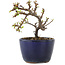 Cotoneaster horizontalis, 9,5 cm, ± 5 ans