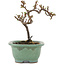 Cotoneaster horizontalis, 11 cm, ± 5 Jahre alt