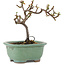 Cotoneaster horizontaleis, 11 cm, ± 5 jaar oud