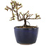 Cotoneaster horizontaleis, 9,5 cm, ± 5 jaar oud