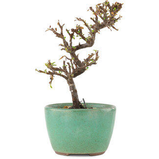 Cotoneaster horizontalis, 12,5 cm, ± 5 años