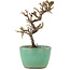 Cotoneaster horizontaleis, 12,5 cm, ± 5 jaar oud