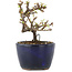 Cotoneaster horizontaleis, 9,5 cm, ± 5 jaar oud