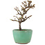 Cotoneaster horizontalis, 12,5 cm, ± 5 years old