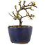 Cotoneaster horizontalis, 9,5 cm, ± 5 years old