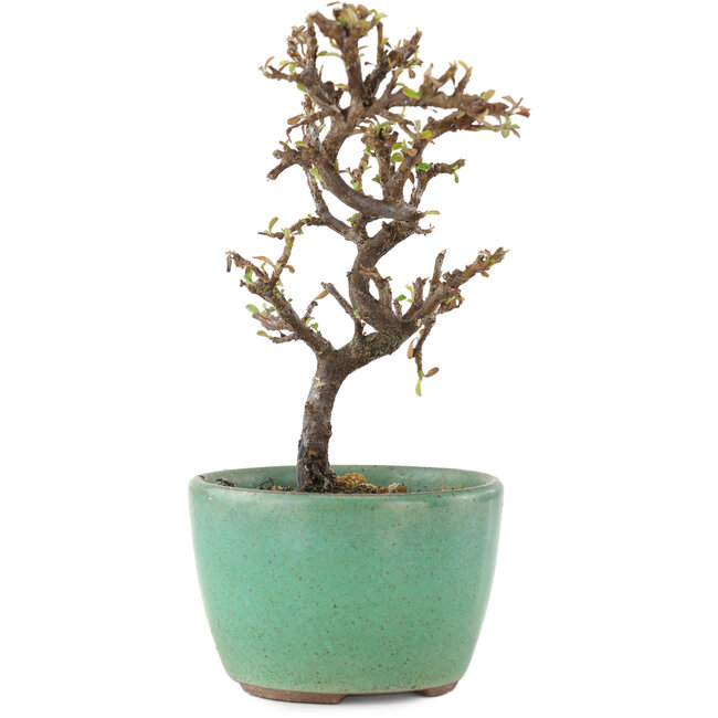 Cotoneaster horizontalis, 12,5 cm, ± 5 Jahre alt