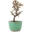 Cotoneaster horizontaleis, 12,5 cm, ± 5 jaar oud