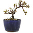 Cotoneaster horizontaleis, 9,5 cm, ± 5 jaar oud