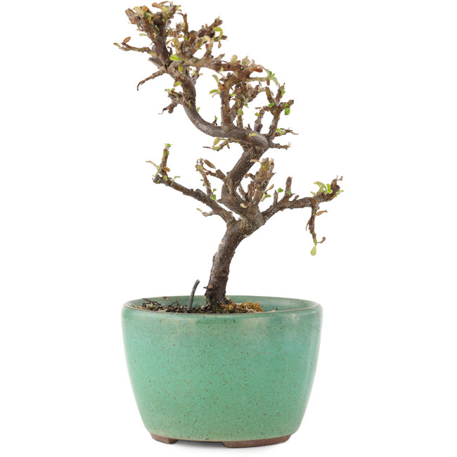Cotoneaster horizontalis, 12,5 cm, ± 5 ans
