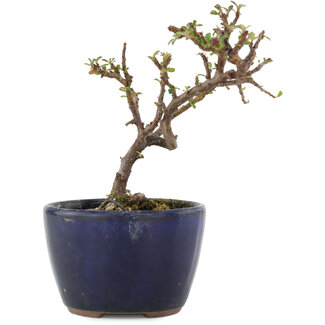 Cotoneaster horizontalis, 11 cm, ± 5 Jahre alt