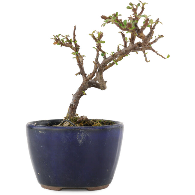 Cotoneaster horizontaleis, 11 cm, ± 5 jaar oud