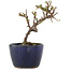 Cotoneaster horizontaleis, 11 cm, ± 5 jaar oud