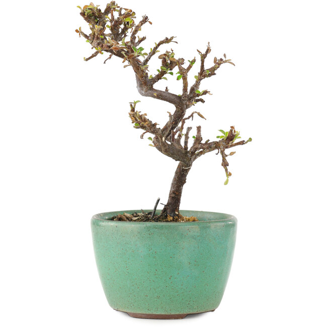Cotoneaster horizontalis, 12,5 cm, ± 5 Jahre alt