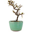 Cotoneaster horizontaleis, 12,5 cm, ± 5 jaar oud