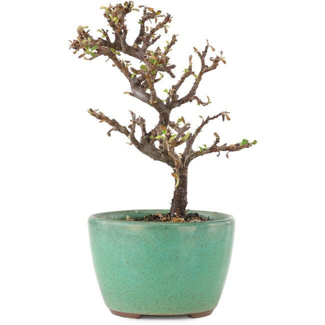 Cotoneaster orizzontalis, 12,5 cm, ± 5 anni