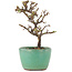 Cotoneaster horizontaleis, 12,5 cm, ± 5 jaar oud