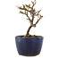 Cotoneaster horizontaleis, 11 cm, ± 5 jaar oud