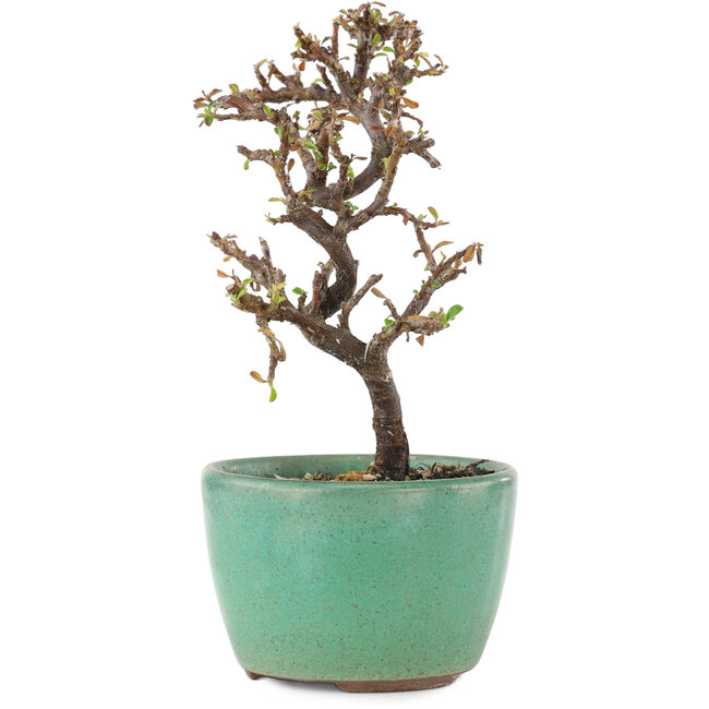 Cotoneaster horizontalis, 12,5 cm, ± 5 ans