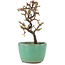 Cotoneaster horizontaleis, 12,5 cm, ± 5 jaar oud