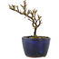 Cotoneaster horizontalis, 11 cm, ± 5 ans