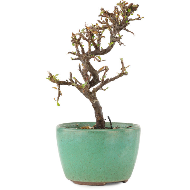 Cotoneaster horizontalis, 12,5 cm, ± 5 years old