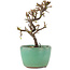 Cotoneaster horizontaleis, 12,5 cm, ± 5 jaar oud