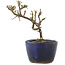 Cotoneaster horizontalis, 11 cm, ± 5 ans