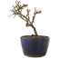 Cotoneaster horizontaleis, 11 cm, ± 5 jaar oud