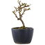 Cotoneaster horizontaleis, 11 cm, ± 5 jaar oud