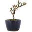 Cotoneaster horizontaleis, 11 cm, ± 5 jaar oud