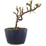 Cotoneaster horizontaleis, 11 cm, ± 5 jaar oud