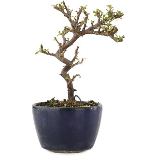 Cotoneaster horizontalis, 12,5 cm, ± 5 años